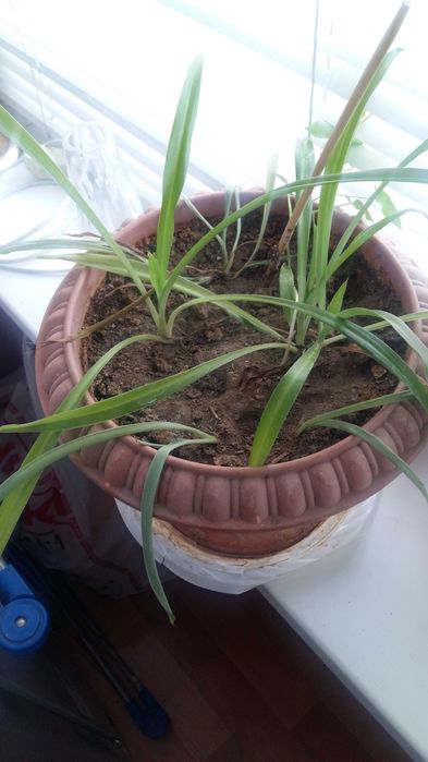 Цветы комнатные и лечебные