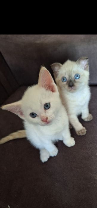 Отдам котят в добрые руки
