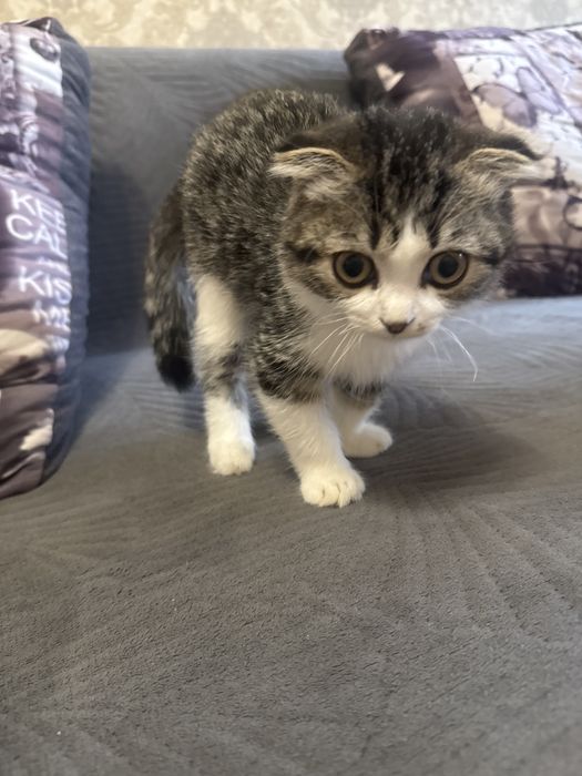 Котенок 3 месяца