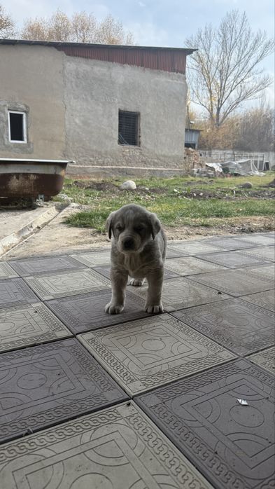 Продам щенков тобета