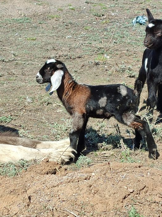 Продам племяннои козлик нуб