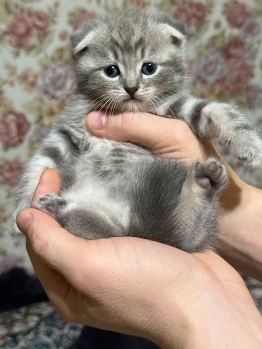 Готовятся к продаже