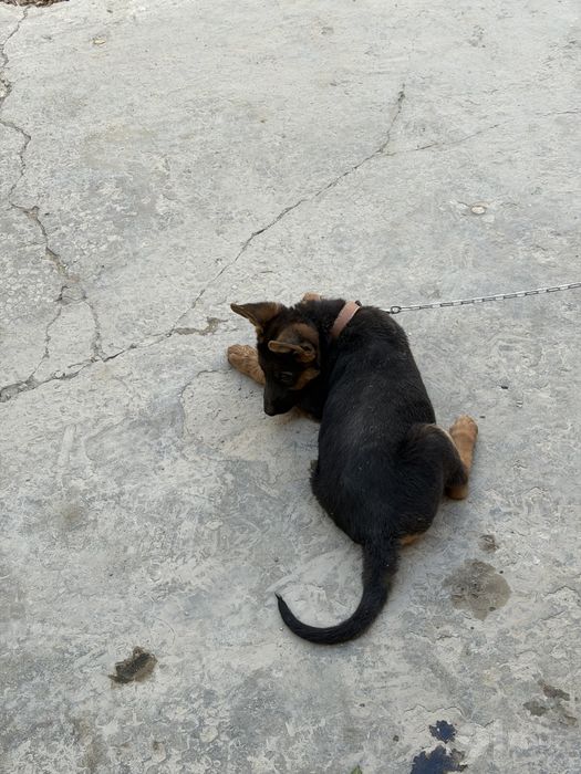 3oylik zoti toza nemis ovcharka