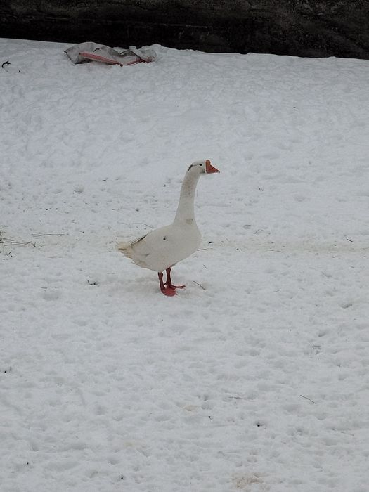 Гусь обмен либо продажа