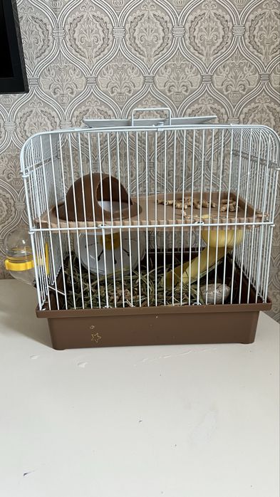 Хомяк со всеми необходимостями