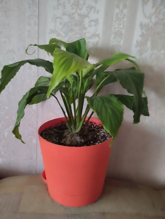 Женское счастье.