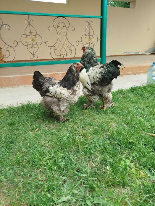 Tochkali Brama tovuq tuximiga zakaz olaman