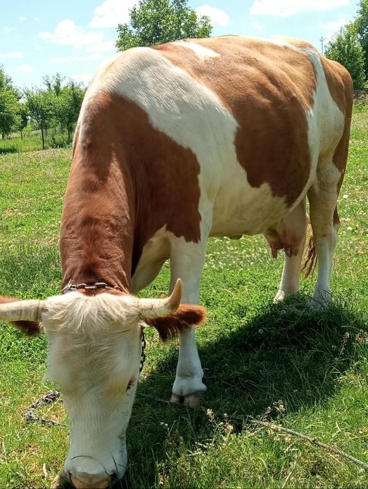 Vaca gestanta de vanzare