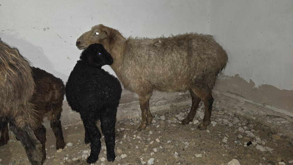 Козылы койлар сатылады