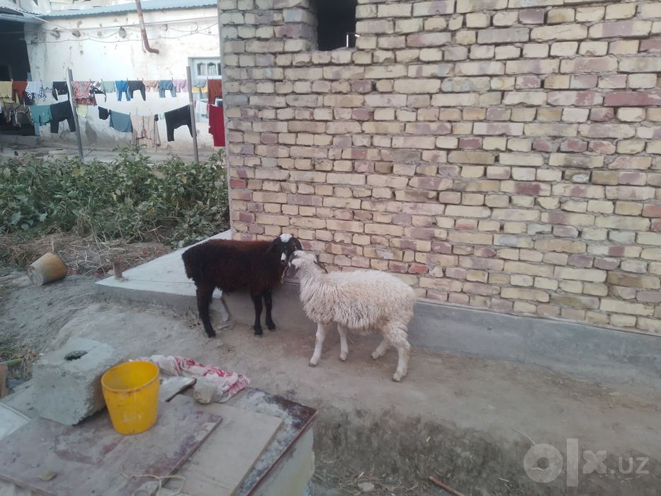 2 ta q6chqor Barra sotiladi