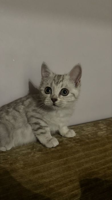 Шотландская кошечка