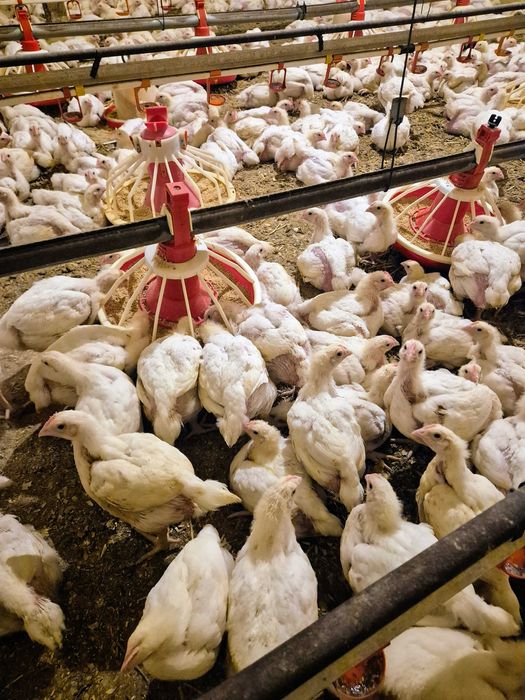 Pui de carne 1–1.2 kg + puicuțe rasă mixtă 0.75–1 kg