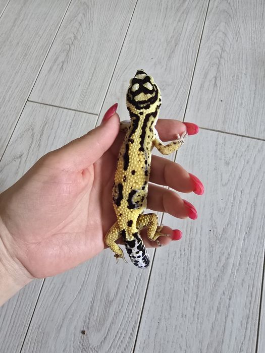 Эублефар яркий подросток