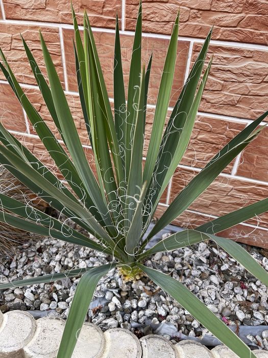 Yucca Filamentosa