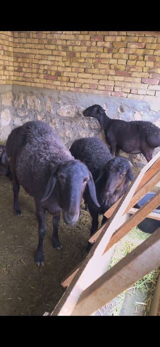 Хисори куйлар сотилади