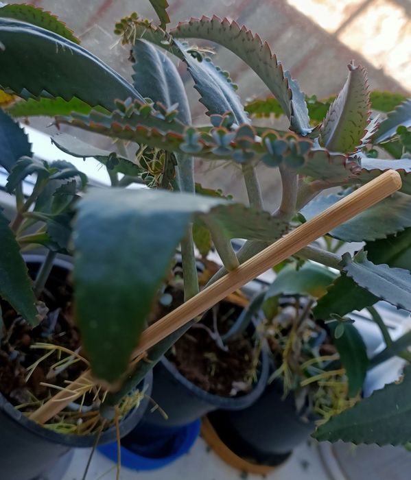 Продам комнатное растение каланхоэ