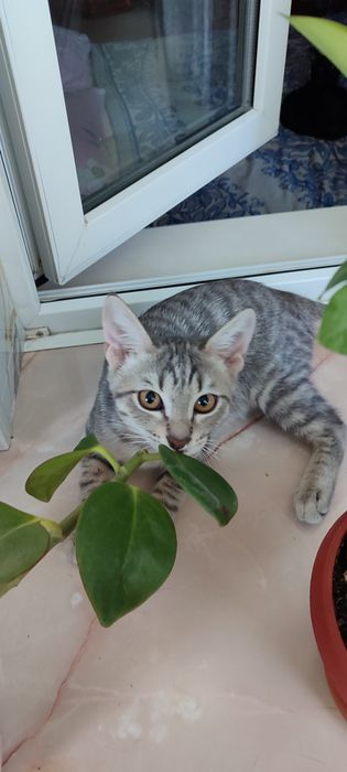 Отдадим котенка в добрые руки
