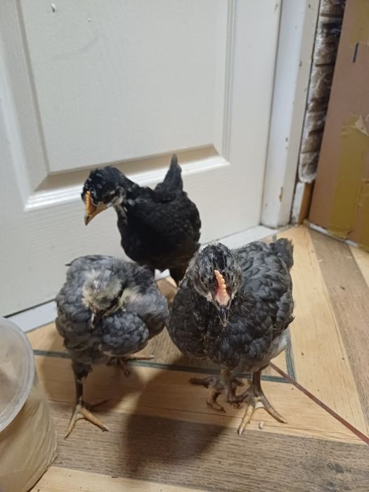 Vând sau schimb pui cu moț și fără