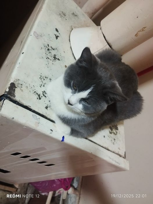 Mushuk  ʼstruktur strayt