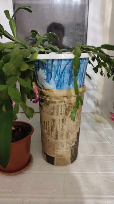 Продам комнатные цветы