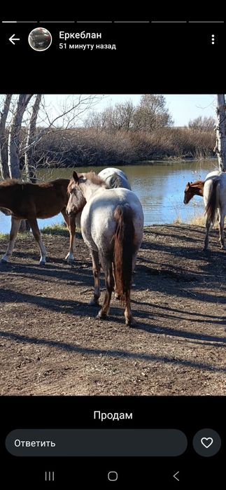 Продам хорошего Жеребца