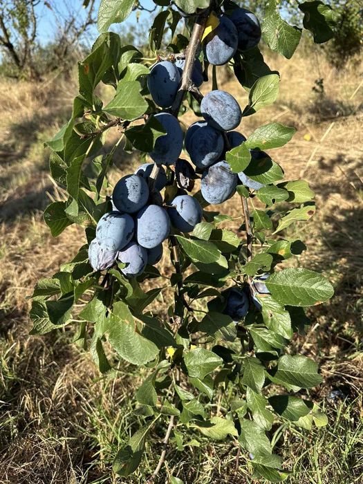 Продавам Сини сливи Йо йо, Стенлей