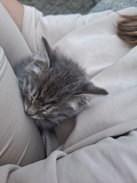 Милый котёнок ищет дом