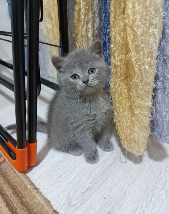 Mushuk skotw fold  sotladi srochna zotlilari.