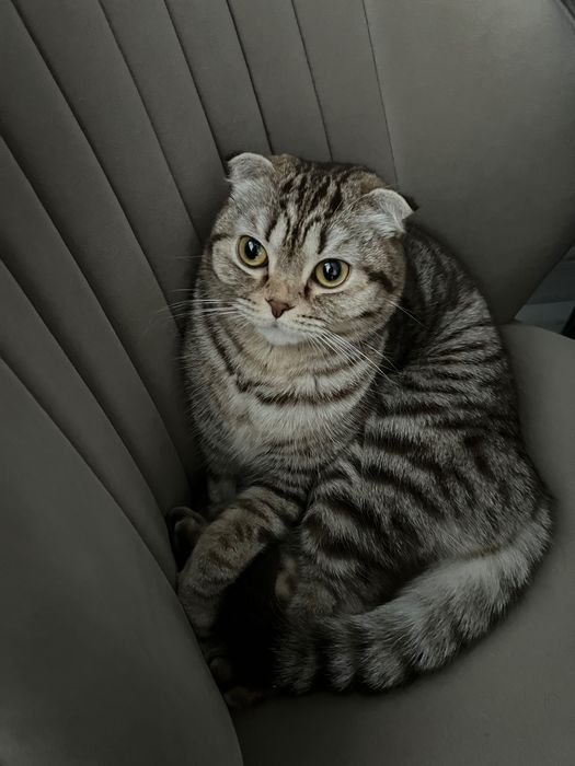 Продам кошку вислоухая шотландская