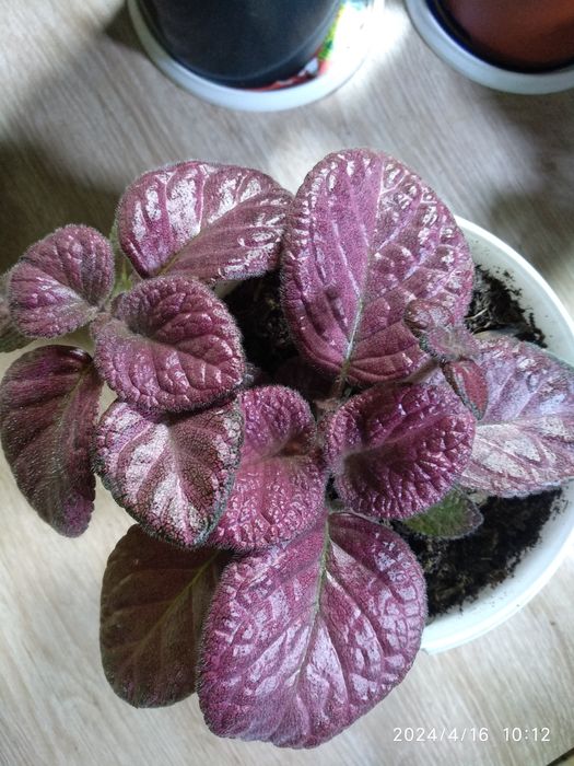 Эписция,распродажа,7 сортов