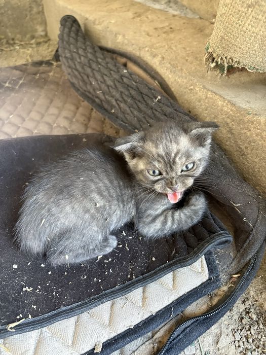 котята вислоухие