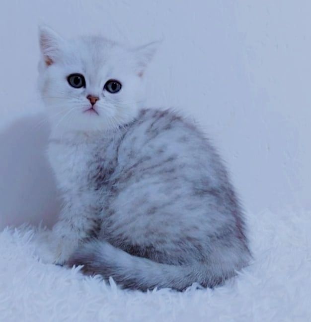 ШотЛанДскиЕ  котята