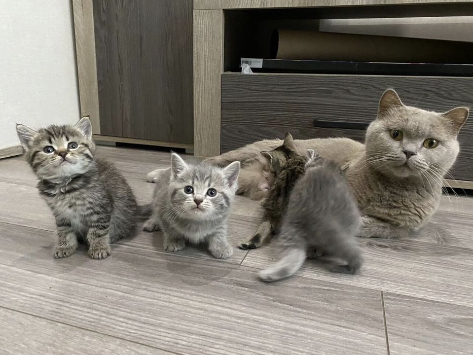 Шотландский котята