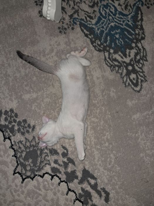 Отдам котёнка, 3 месяца, мальчик. К лотку приучен.