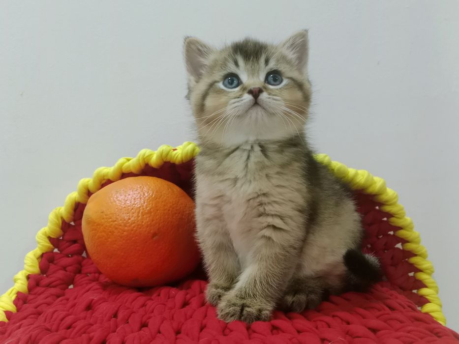 Золотая Шиншила девочка