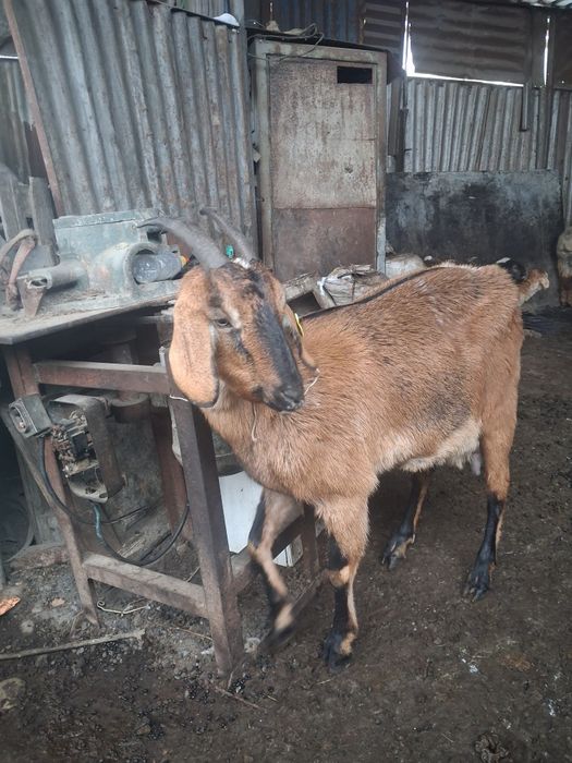 Срочно продам козу