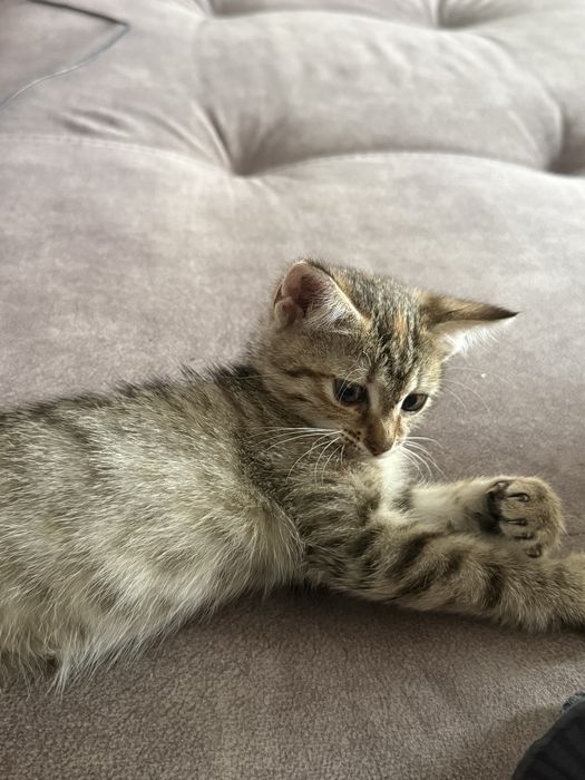 Котенок отдам в добрые руки