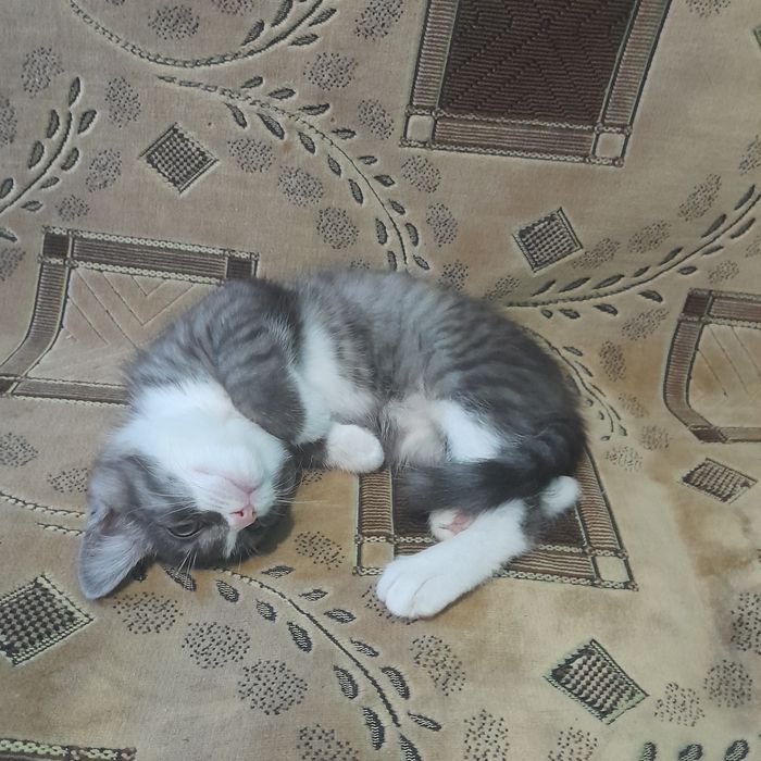 Отдам котенка девочку в добрые руки