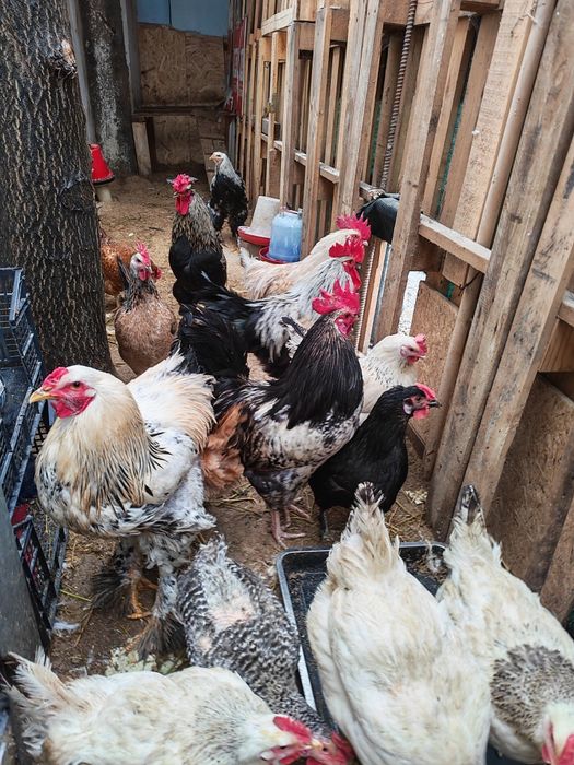 Cocoș 2025de vanzare