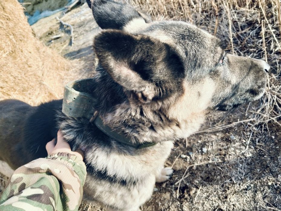 Малға арналған овчарка