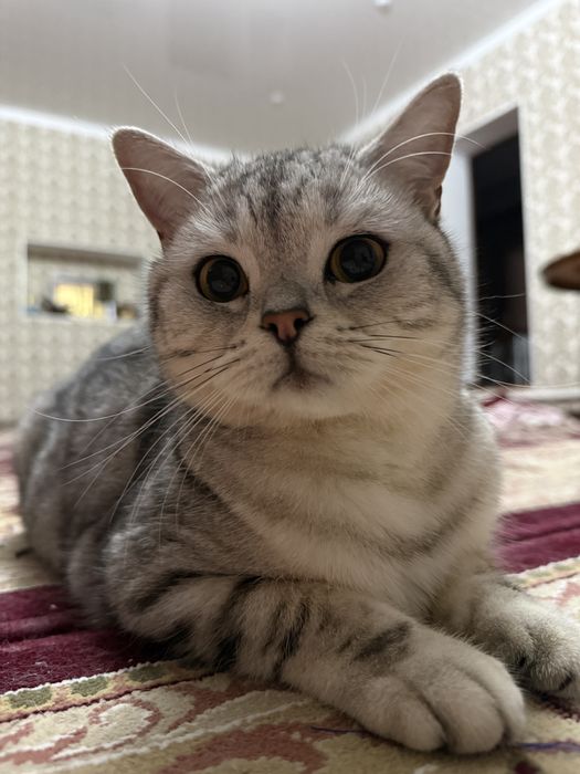 Британская кошка