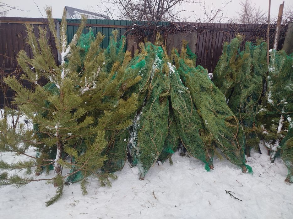 Ёлка и сосна розница от 5000