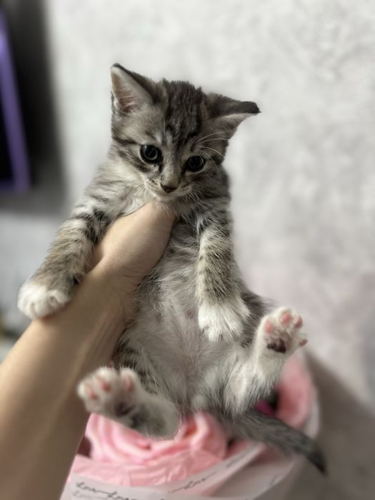 Отдам котят в добрые руки