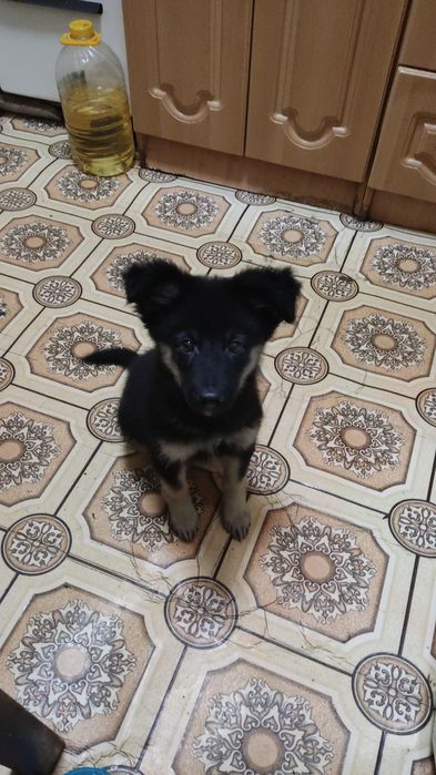 Отдам в добрые, хорошие руки.