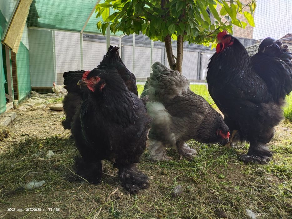 Яйца Брама тухум для инкубации