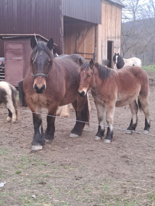 Manza ardeneza 6 luni