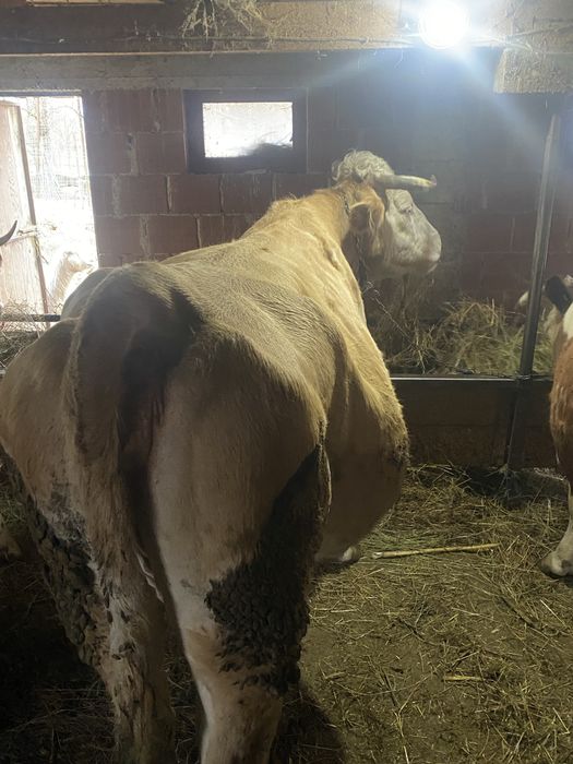 De vanzare  vaca baltata romaneasca