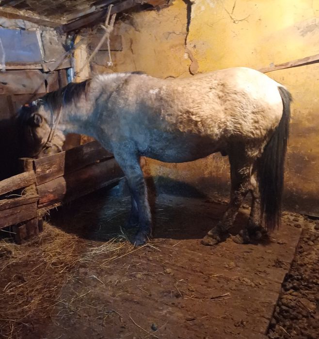 Дөнен шығар айғыр