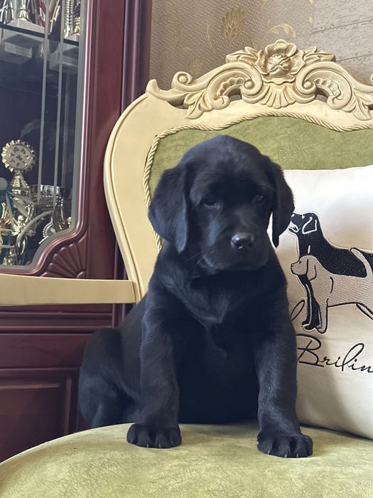 Щенки лабрадора, питомник