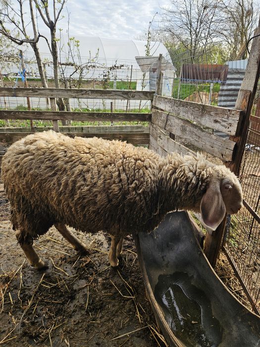 Mieluță  Bergamasca